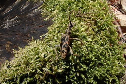 Rhagium sycophanta